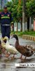 rescate patos bomberos yopal 1