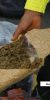 marihuana incautacion droga estupefacientes